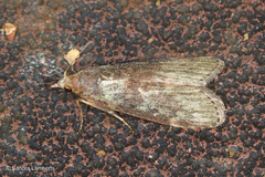 Stictopterinae
