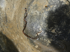 Hydrops triangularis