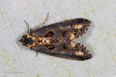 Stictopterinae