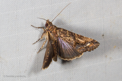 Lophoptera coangulata