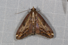 Lophoptera nama