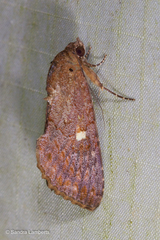 Odontodes
