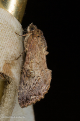 Odontodes aleuca