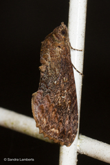 Odontodes