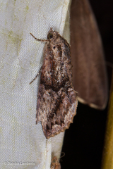Odontodes