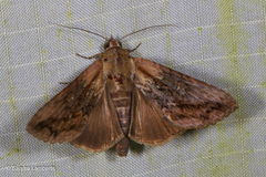 Odontodes