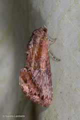 Odontodes