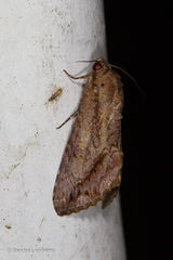 Odontodes