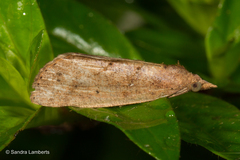 Stictopterinae