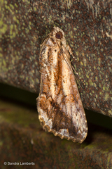 Odontodes