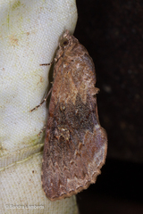 Odontodes