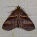 Lophoptera tripartita - Photo 由 A Lamberts 所上傳的 (c) A Lamberts，保留部份權利CC BY-NC