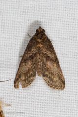 Sigmuncus