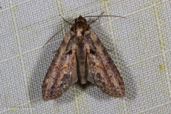 Lophoptera