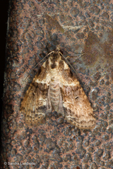 Stictopterinae