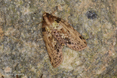 Sigmuncus arcuata