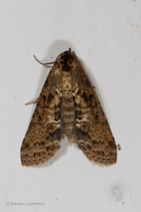 Sigmuncus