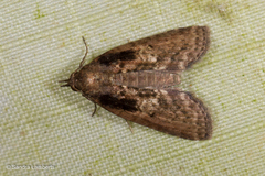 Sigmuncus