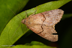 Odontodes seranensis