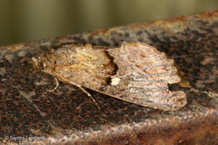 Lophoptera