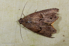 Lophoptera
