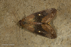 Stictopterinae