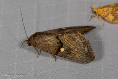 Lophoptera