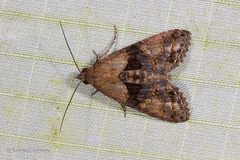 Stictopterinae