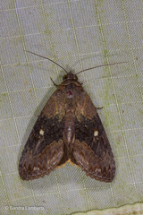 Stictopterinae