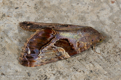Odontodes pallidifimbria