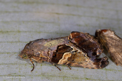 Odontodes pallidifimbria