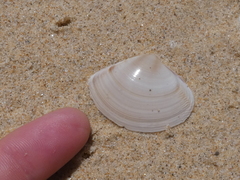 Austromactra rufescens