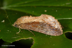 Odontodes seranensis