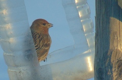 Carpodacus roseus