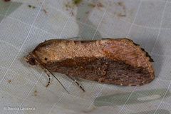 Odontodes seranensis