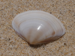 Austromactra rufescens