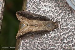 Odontodes seranensis