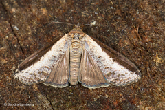 Lophoptera squammigera