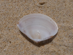 Austromactra rufescens