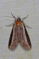 Lophoptera squammilinea