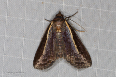 Lophoptera lineigera