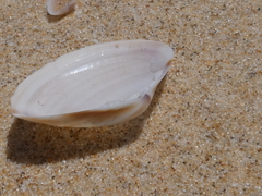 Austromactra rufescens