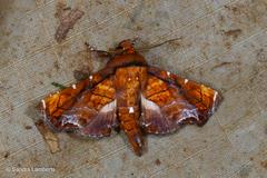 Penicillaria plusioides