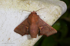 Targallodes vittalba