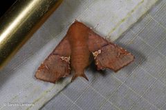 Targallodes vittalba