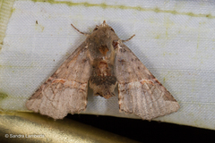 Targalla subocellata