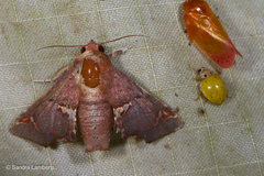 Targallodes vittalba