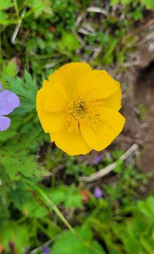 Image of Trollius riederianus by (c) Pavel Smirnov, some rights reserved (CC BY)