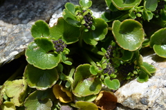 Azorella haastii