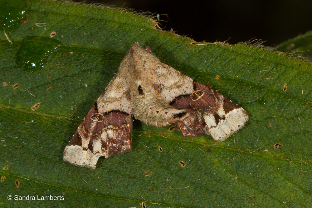 Atacira brunneata